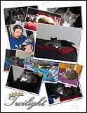 Twilight the Cat Photo Collage